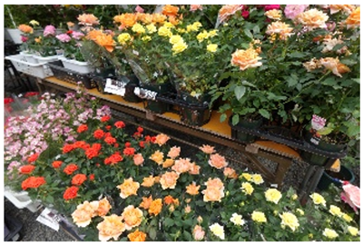 “玫瑰花园集市”（去年的盛况）