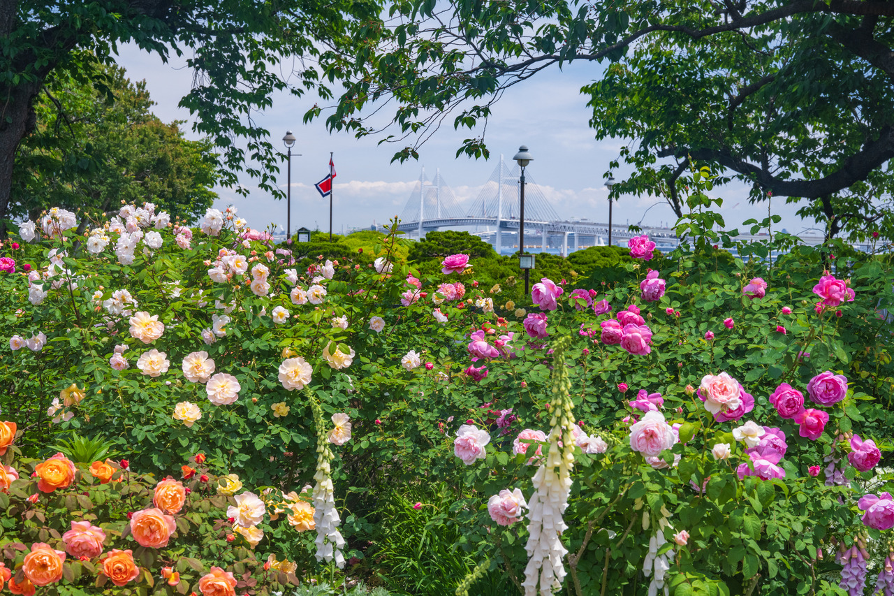 能望见港湾的丘公园