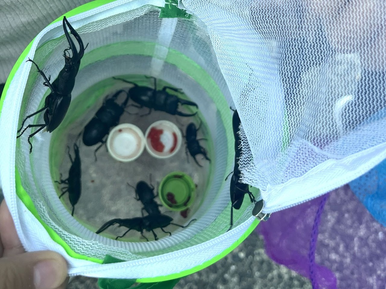 探索壹岐岛的锹甲虫～清晨捉虫～