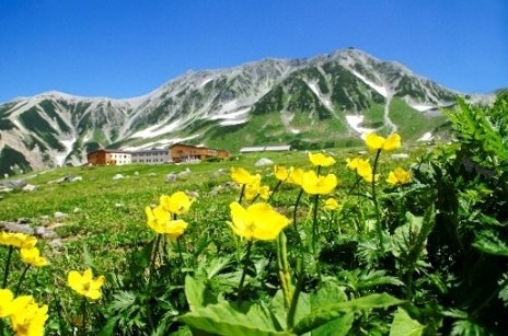 夏季的室堂（花期因年份而异）