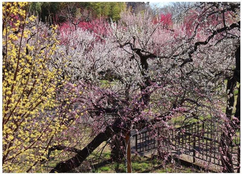 梅园（2025年拍摄）