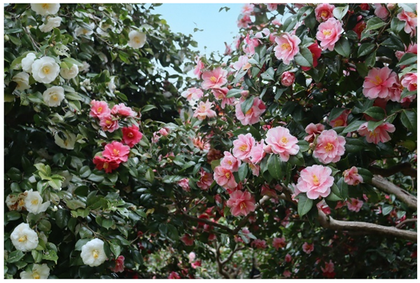 山茶园（2025年拍摄）