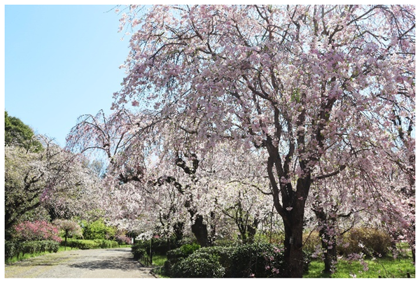 樱花园（2025年拍摄）