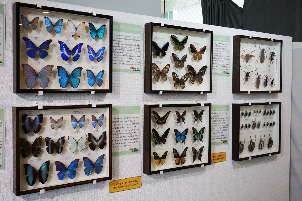 标本展示区