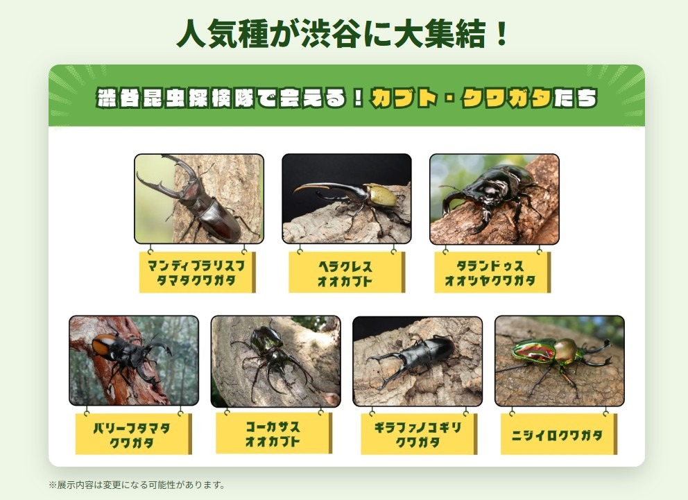 人气品种齐聚涩谷