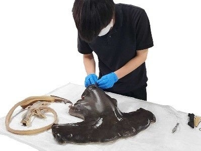 锯鲨大调查！～通过观察了解鲨鱼的身体结构及标本制作的幕后故事～
