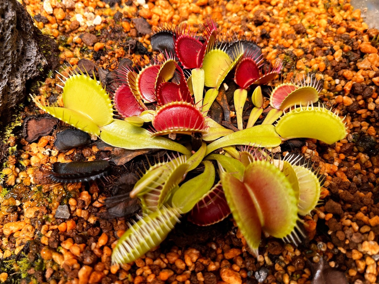 捕蝇草（毛毡苔科） 学名：Dionaea