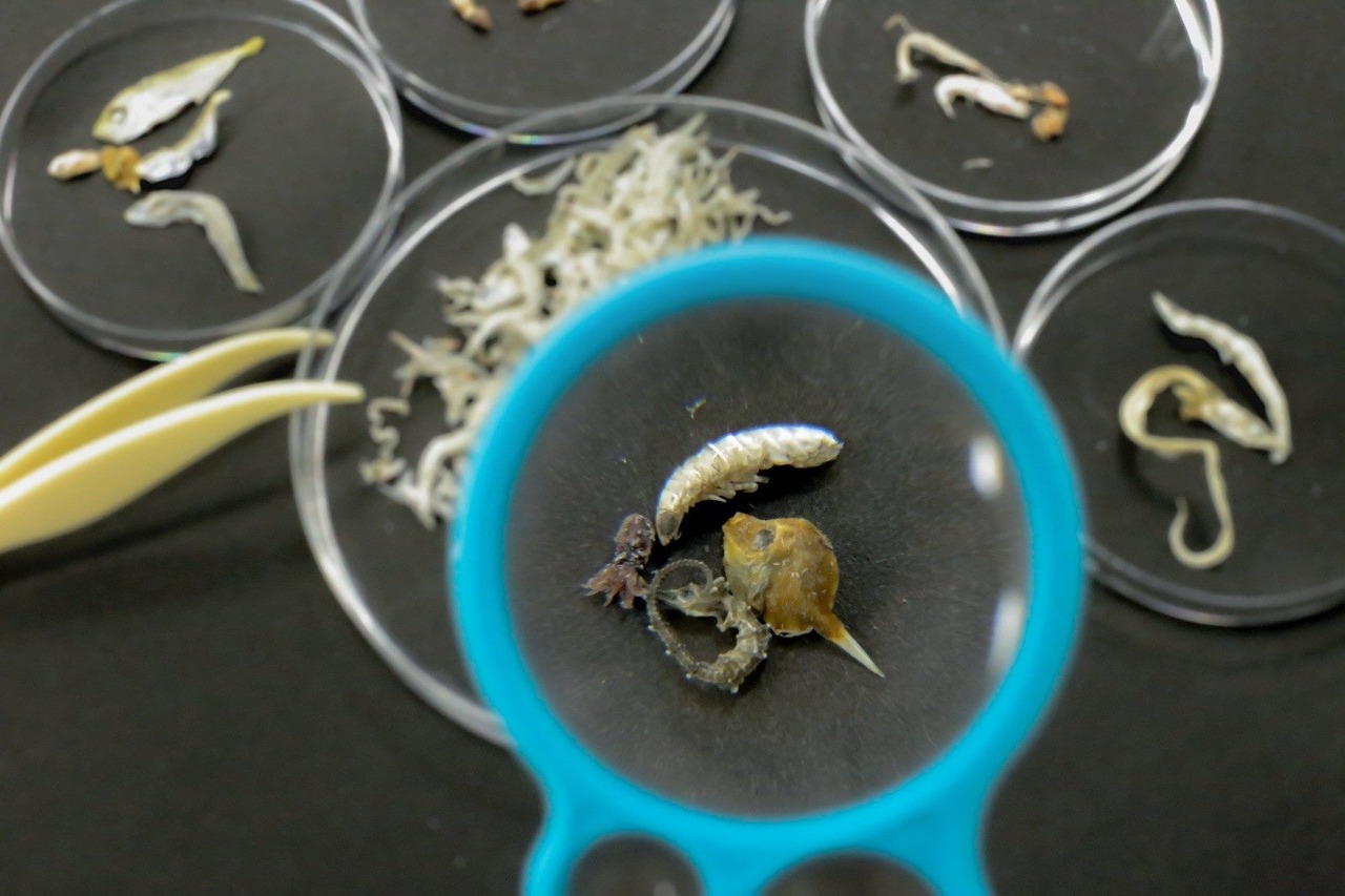 收集吧！海洋的小怪物