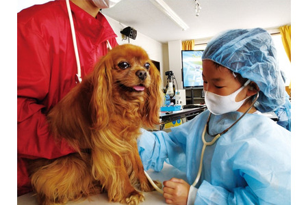 面向小学生的“兽医体验学校” 爱知 4月11日至12日 画像