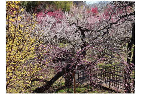 东京都“神代植物公园”将举办配合梅花、山茶花、樱花开花的活动，2月10日起 画像