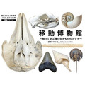 特别体验展 移动博物馆——通过触摸了解海洋生物的形态