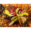 捕蝇草(毛毡苔科) 学名:Dionaea